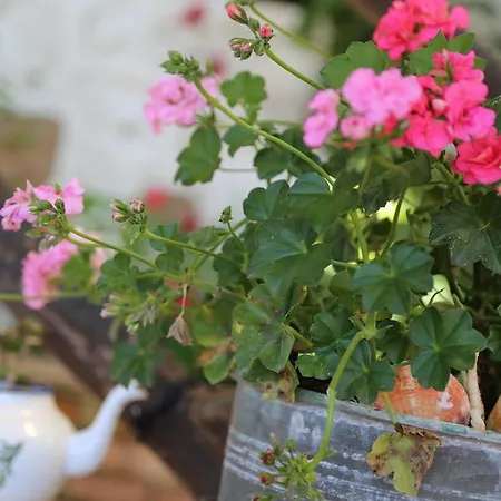 Pembe Yunus Bozburun