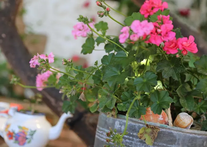 Pembe Yunus בוזבורון